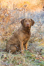 Chesapeake Bay retriever, male sitting , in frosty thicket, Long Island Sound; Stonington, Connecticut, USA.