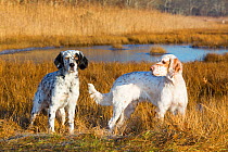 Two English setters standing at edge of salt marsh along Long island Sound, Connecticut, USA, December.