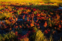 Glasswort (Salicornia sp.) in autumn red, growing in salt marsh adjacent to Long Island Sound, Connecticut, USA. October.