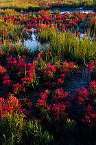 Glasswort (Salicornia sp.) in autumn red, growing in salt marsh pannes adjacent to Long Island Sound, Connecticut, USA. October.