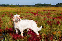 English Setter in salt marsh with red Glasswort, Connecticut, USA. October.