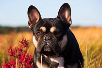 French Bulldog head portrait in salt marsh along Long Island Sound, in autumn-colored Glasswort, Connecticut, USA. October.