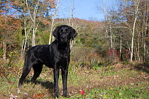 Black Labrador Retriever standing at the edge of a woodland, Connecticut, USA. October.