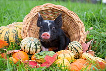 Berkshire piglet in a basket among squashes in early autumn; Rhode Island, USA. October.