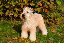 Soft Coated Wheaten Terrier standing in autumn foliage, Connecticut, USA. October.