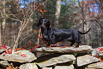 Smooth-haired Dachshund, Connecticut, USA. November.