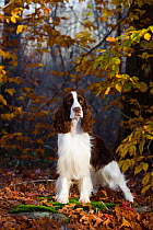English Springer spaniel standing in autumn woodland, Cockaponset State Forest, Connecticut, USA. November.