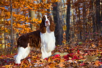 English Springer spaniel standing in autumn woodland, Cockaponset State Forest, Connecticut, USA. November.