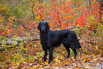 Black Flat-Coated Retriever standing among autumn foliage, Cockaponset State Forest, Connecticut, USA. November.