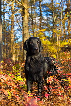 Black Flat-Coated Retriever standing among autumn foliage, Cockaponset State Forest, Connecticut, USA. November.