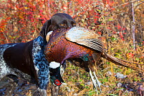 German Shorthair Pointer with Ring-Necked pheasant in mouth, Connecticut, USA. November.