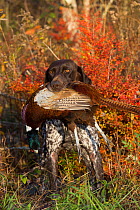 German Shorthair Pointer with Ring-Necked pheasant in mouth, Connecticut, USA. November.