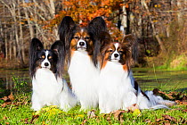 Three Papillon dogs sitting among autumn leaves, Connecticut, USA. November.