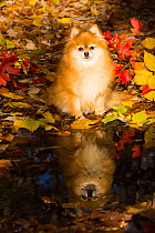 Pomeranian dog sitting by pond with reflection surrounded by autumn vegetation, early November; Cockaponset State Forest, Connecticut, USA.