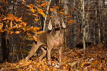 Weimaraner (male) in deciduous woodland, Cockaponset State Forest, Connecticut, USA. November.