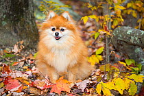 Pomeranian in autumn leaves, Cockaponset State Forest, Connecticut, USA. November.