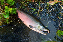 Silver Salmon or Coho Salmon (Oncorhynchus kisutch), in spawning colors, caught by sports fisherman; Olga Bay, Kodiak Island, Alaska, USA. September.