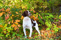 Brittany in woodland, Connecticut, USA. October.