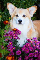 Corgi standing amongst flowers, USA.