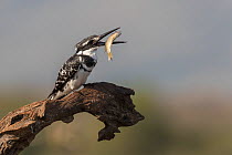 Pied kingfisher (Ceryle rudis) male with fish, Zimanga private game reserve, KwaZulu-Natal, South Africa, September