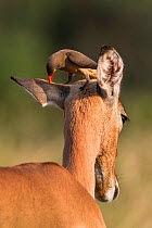 Redbilled oxpecker (Buphagus erythrorhynchus) on Impala (Aepyceros melampus), iMfolozi game reserve, KwaZulu-Natal, South Africa, September