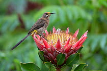 Cape sugarbird (Promerops cafer) on king protea, Kirstenbosch National Botanical Garden, Cape Town, South Africa, September