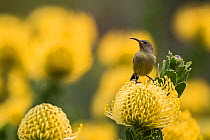Orange-breasted sunbird (Anthobaphes violacea) female on Leucospermum cordifolium &#39;Yellow Bird&#39; Kirstenbosch National Botanical Garden, Cape Town, South Africa, September