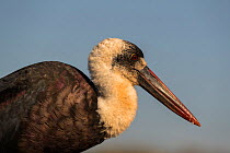 Woollynecked stork (Ciconia episcopus), Zimanga private game reserve, KwaZulu-Natal, South Africa, September