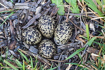 Blacksmith lapwing (Vanellus armatus) eggs in nest, Khwai conservancy, Botswana, August