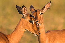 Impala (Aepyceros melampus) allo-grooming, iMfolozi game reserve, KwaZulu-Natal, South Africa, August
