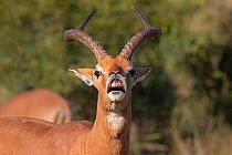 Impala (Aepyceros melampus) ram exhibiting flehmen response, iMfolozi game reserve, KwaZulu-Natal, South Africa, August
