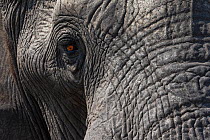 African elephant (Loxodonta africana) eye and skin close up, Zimanga private game reserve, KwaZulu-Natal, South Africa, August