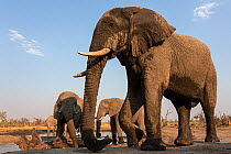 African elephant bulls (Loxodonta africana) at waterhole, Khwai conservancy, Botswana, August