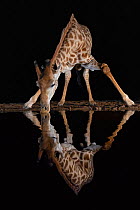 Giraffe (Giraffa camelopardalis) drinking at night, Zimanga private game reserve, KwaZulu-Natal, South Africa August