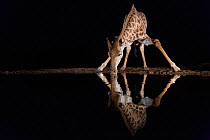 Giraffe (Giraffa camelopardalis) drinking at night, Zimanga private game reserve, KwaZulu-Natal, South Africa August