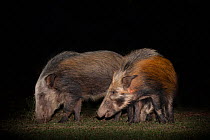 Bush pigs (Potamochoerus larvatus) at night, Mpila camp, iMfolozi game reserve, KwaZulu-Natal, South Africa, September