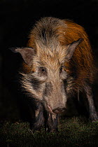 Bush pig (Potamochoerus larvatus) at night, Mpila camp, iMfolozi game reserve, KwaZulu-Natal, South Africa, September