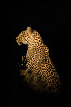 Leopard (Panthera pardus) at night, female with scar, Khwai conservancy, Botswana, August