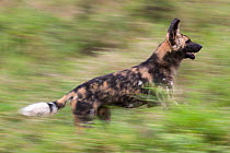 African wild dog (Lycaon pictus) running, blurred motion, Zimanga private game reserve, KwaZulu-Natal, South Africa, August