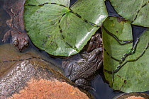 Eastern olive toads (Amietophrynus garmani) mating, with spawn chains, Zimanga private game reserve, KwaZulu-Natal, South Africa, September