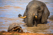 Leopard / mountain tortoise (Stigmochelys pardalis) with elephant bull (Loxodonta africana) behind in water, Addo elephant national park, Eastern Cape, South Africa, September