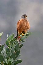 Rock kestrel (Falco rupicolus), Kirstenbosch National Botanical Garden, Cape Town, South Africa, September
