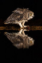Spotted eagle owl (Bubo africanus) subadult at night by water, Zimanga private game reserve, KwaZulu-Natal, South Africa, September