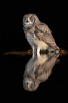 Spotted eagle owl (Bubo africanus) subadult at nigh by water, Zimanga private game reserve, KwaZulu-Natal, South Africa, September