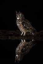 Spotted eagle owl (Bubo africanus) at night, Zimanga private game reserve, KwaZulu-Natal, South Africa, September