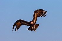 Hooded vulture (Necrosyrtes monachus) flying, Khwai conservancy, Botswana, August