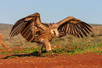 Whitebacked vulture (Gyps africanus) wings spread, Zimanga private game reserve, KwaZulu-Natal, South Africa, September