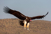 Lappetfaced vulture (Torgos tracheliotos) landing wings spread,, Zimanga private game reserve, KwaZulu-Natal, South Africa, September