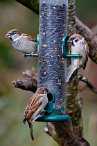House sparrows (Passer domesticus) and tree sparrow (Passer montanus) (right), Caerlaverock WWT, Dumfries & Galloway, Scotland, UK, October
