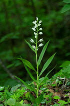 Sword-leaved Helleborine (Cephalanthera longifolia) French Pyrenees, France. May